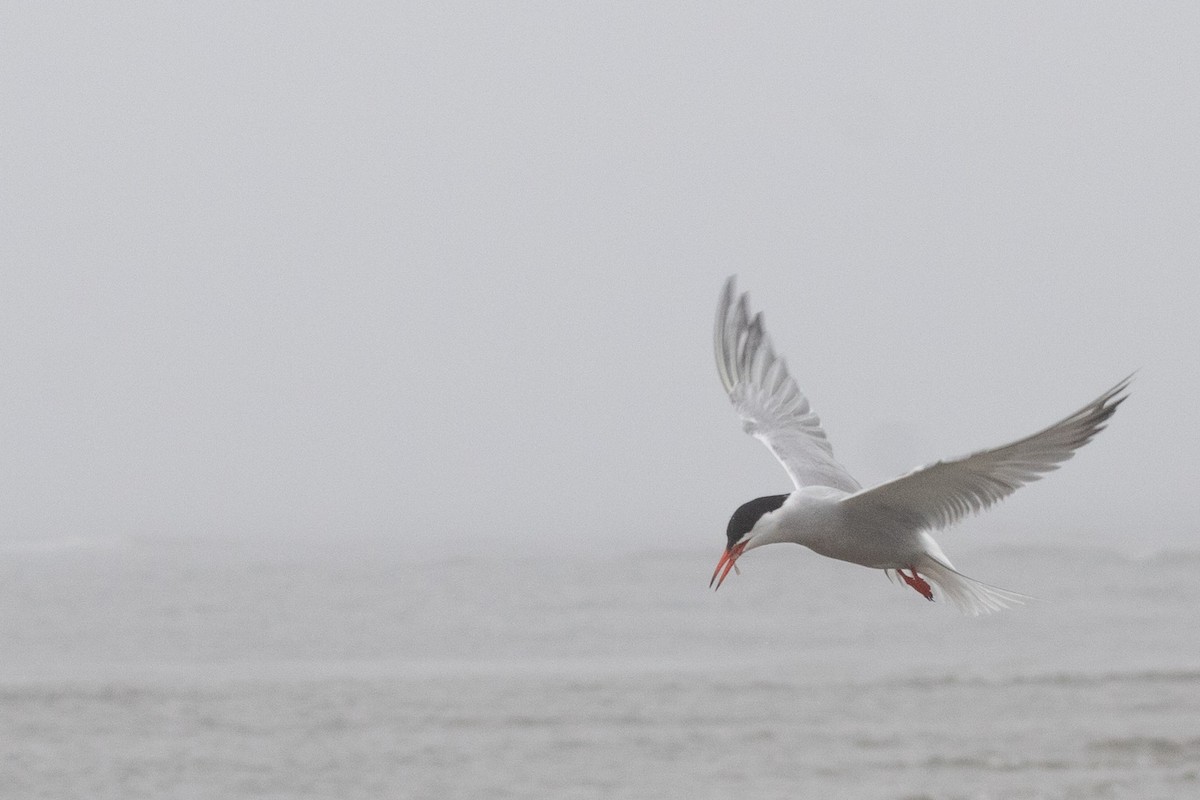 Common Tern - ML613232274