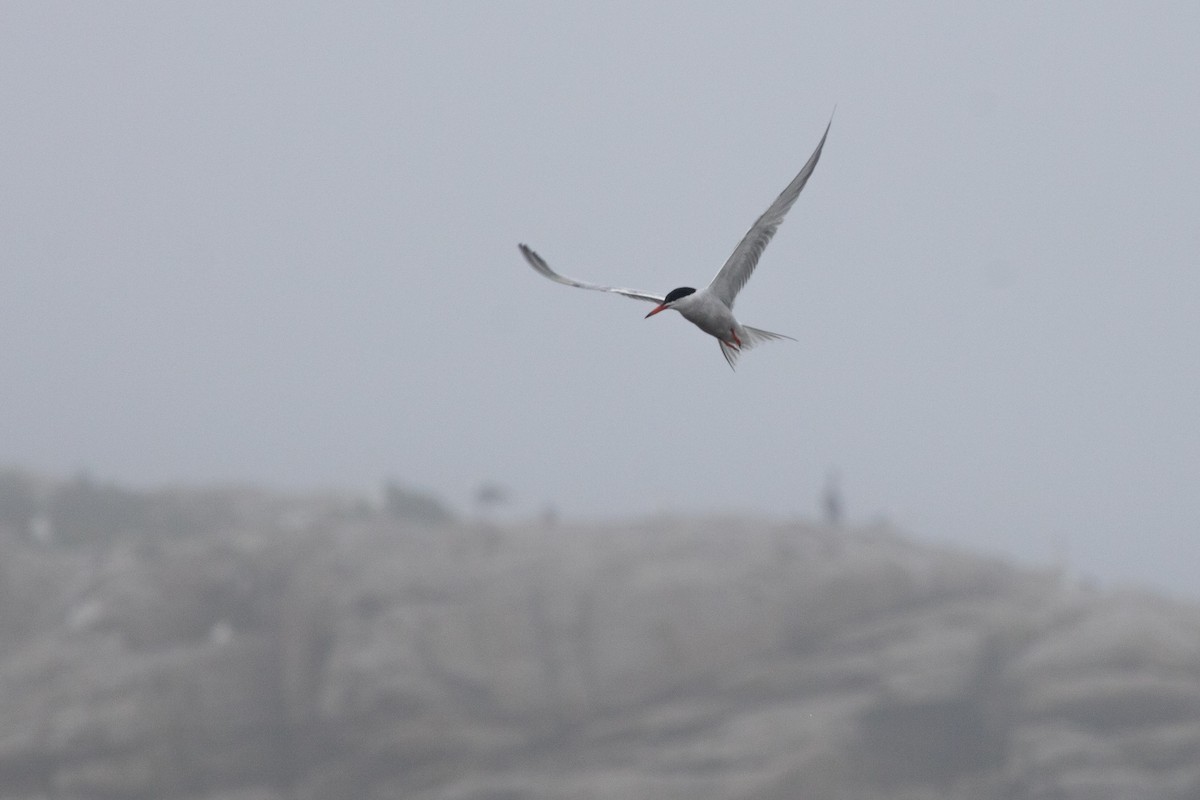 Common Tern - ML613232276