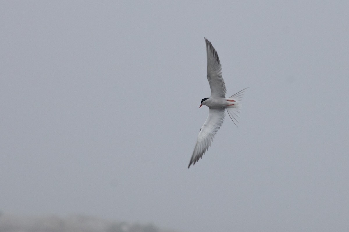 Common Tern - ML613232277