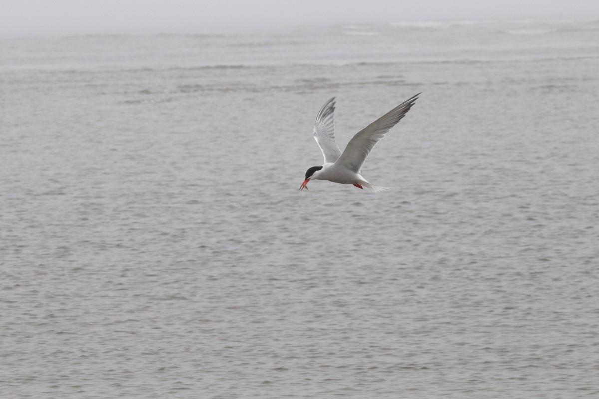 Common Tern - ML613232279