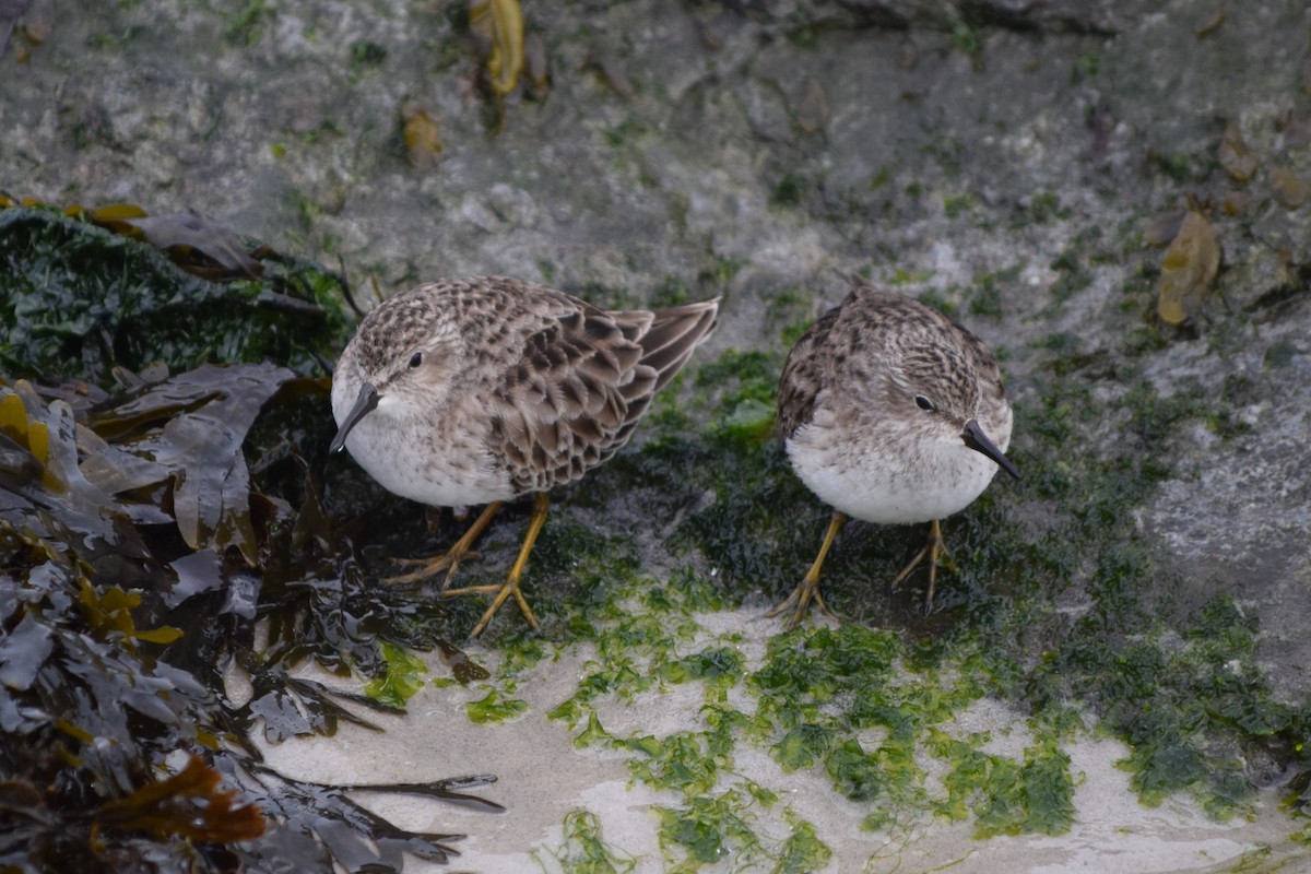 Least Sandpiper - ML613232291