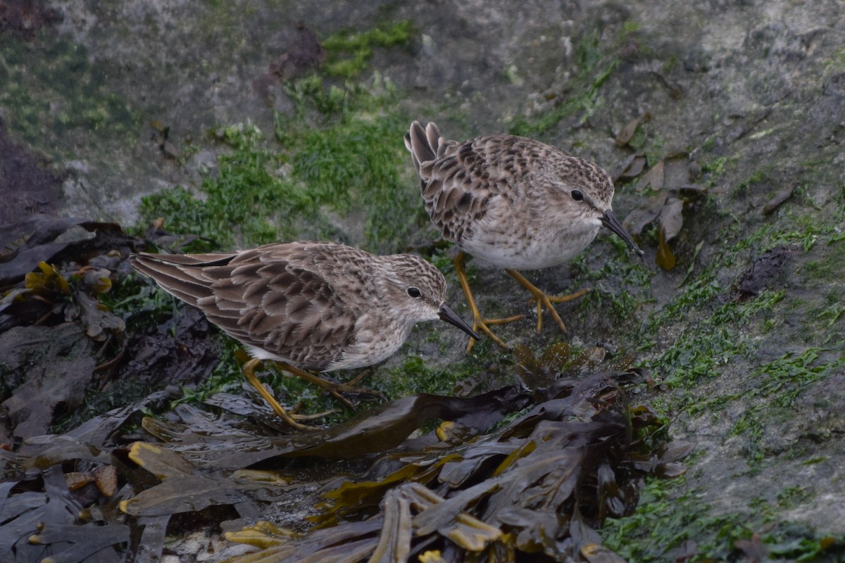 Least Sandpiper - John Wheelock