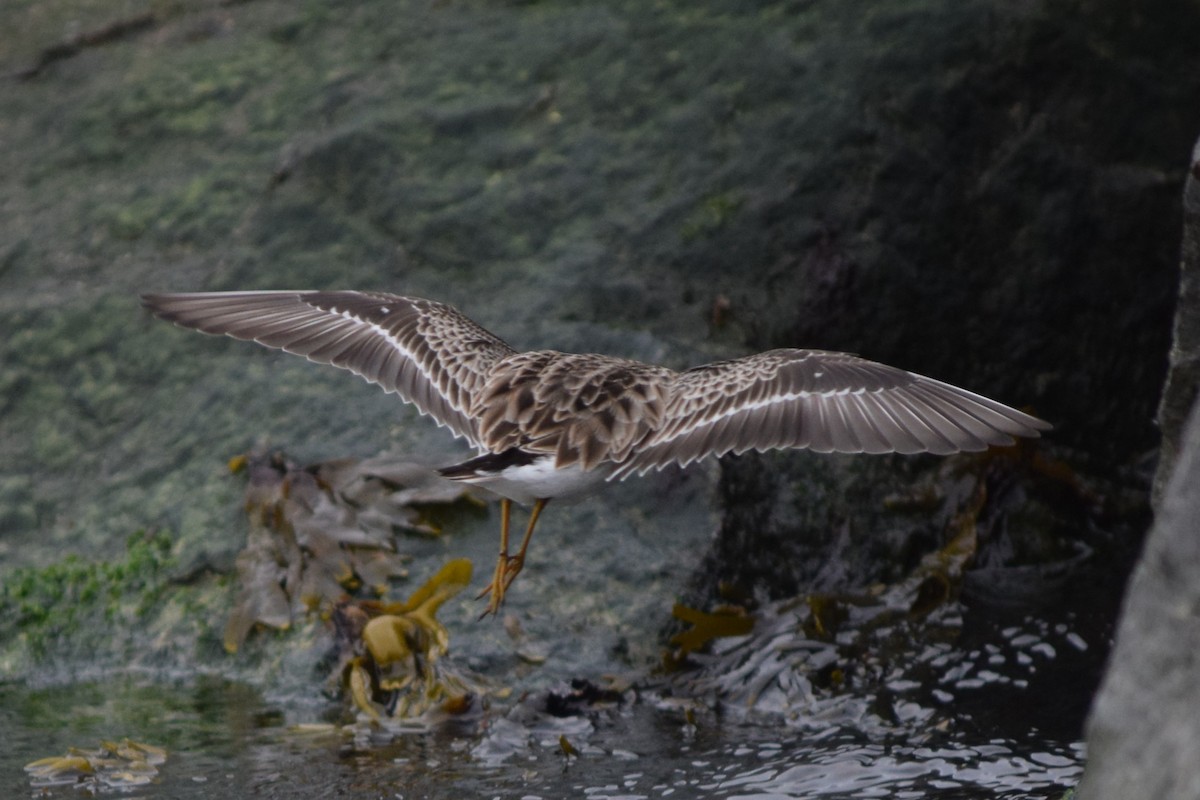 Least Sandpiper - John Wheelock