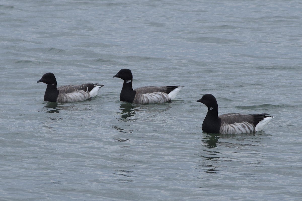 Brant (Atlantic) - ML613232355