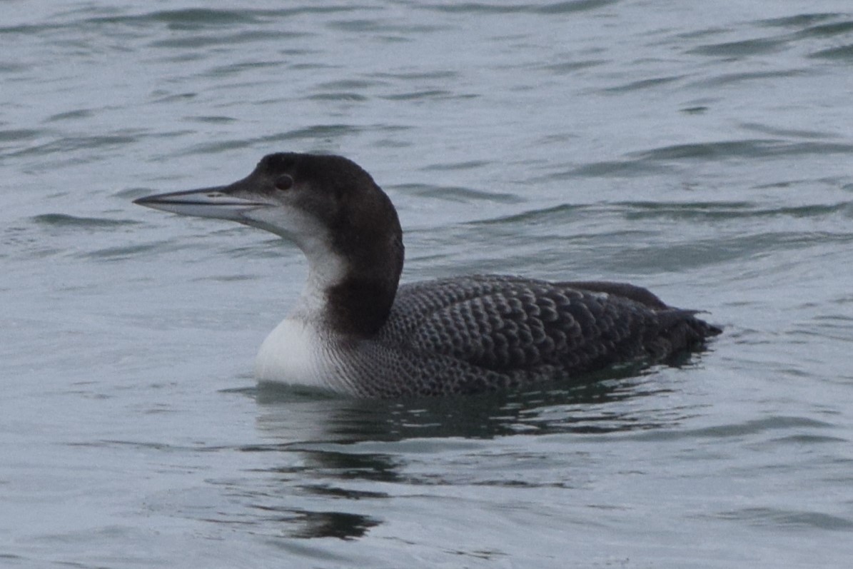 Common Loon - ML613232375