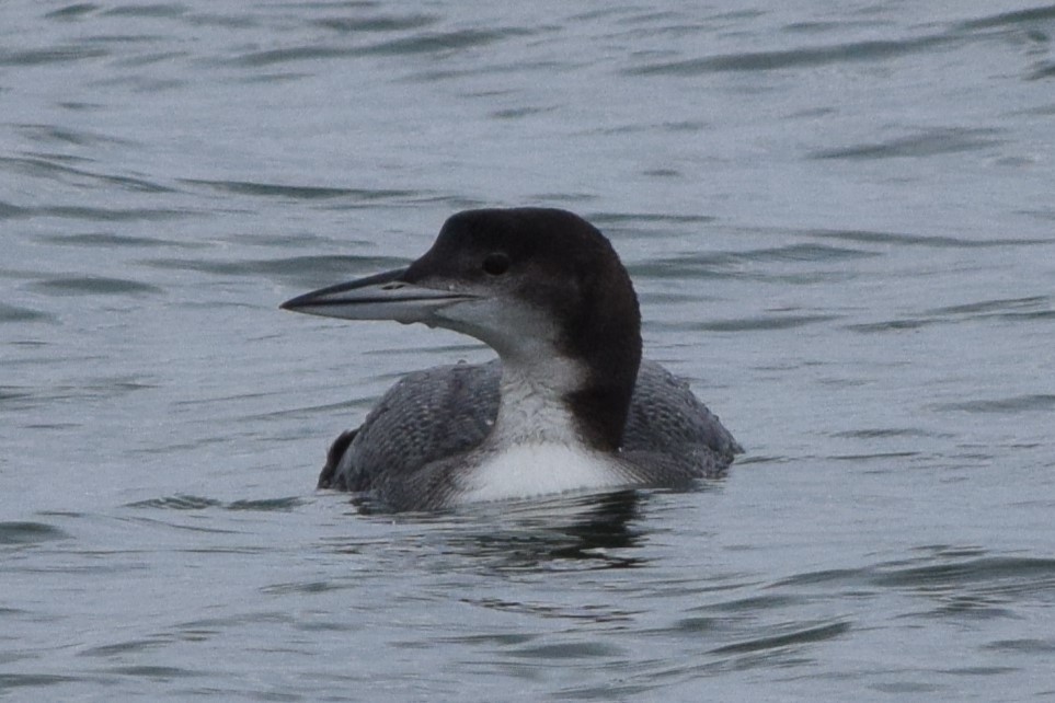 Common Loon - ML613232376