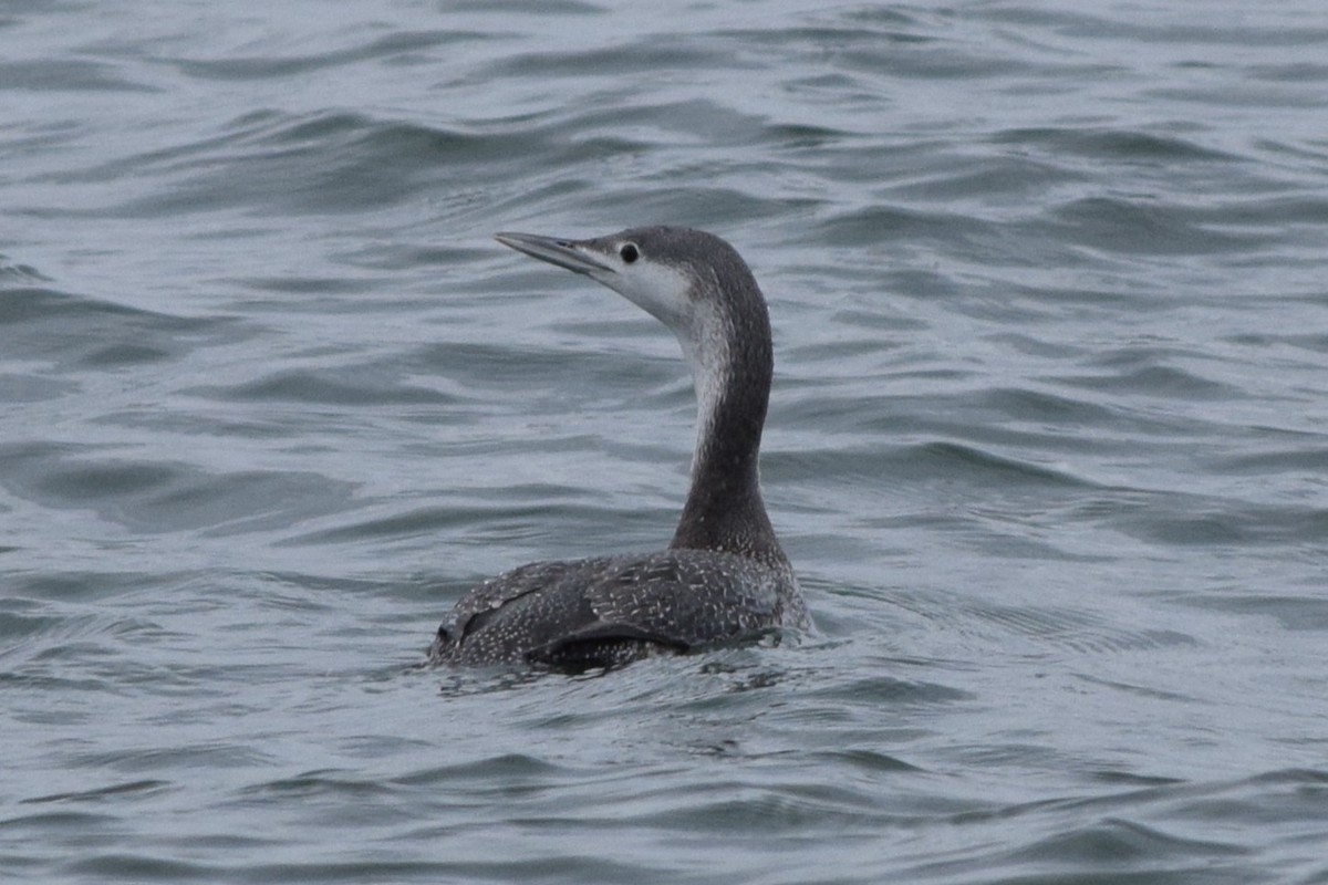 Red-throated Loon - ML613232383