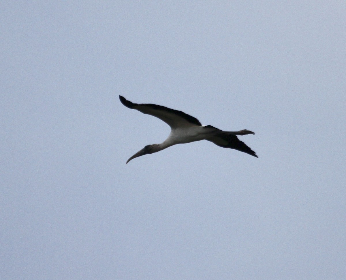 Wood Stork - ML613232399