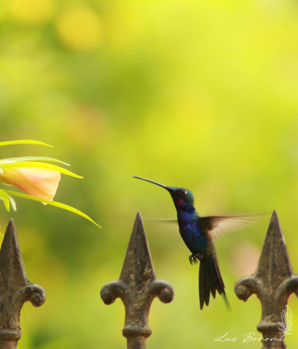 Blue-tufted Starthroat - ML613232404