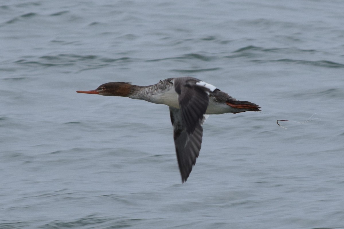 Red-breasted Merganser - ML613232407