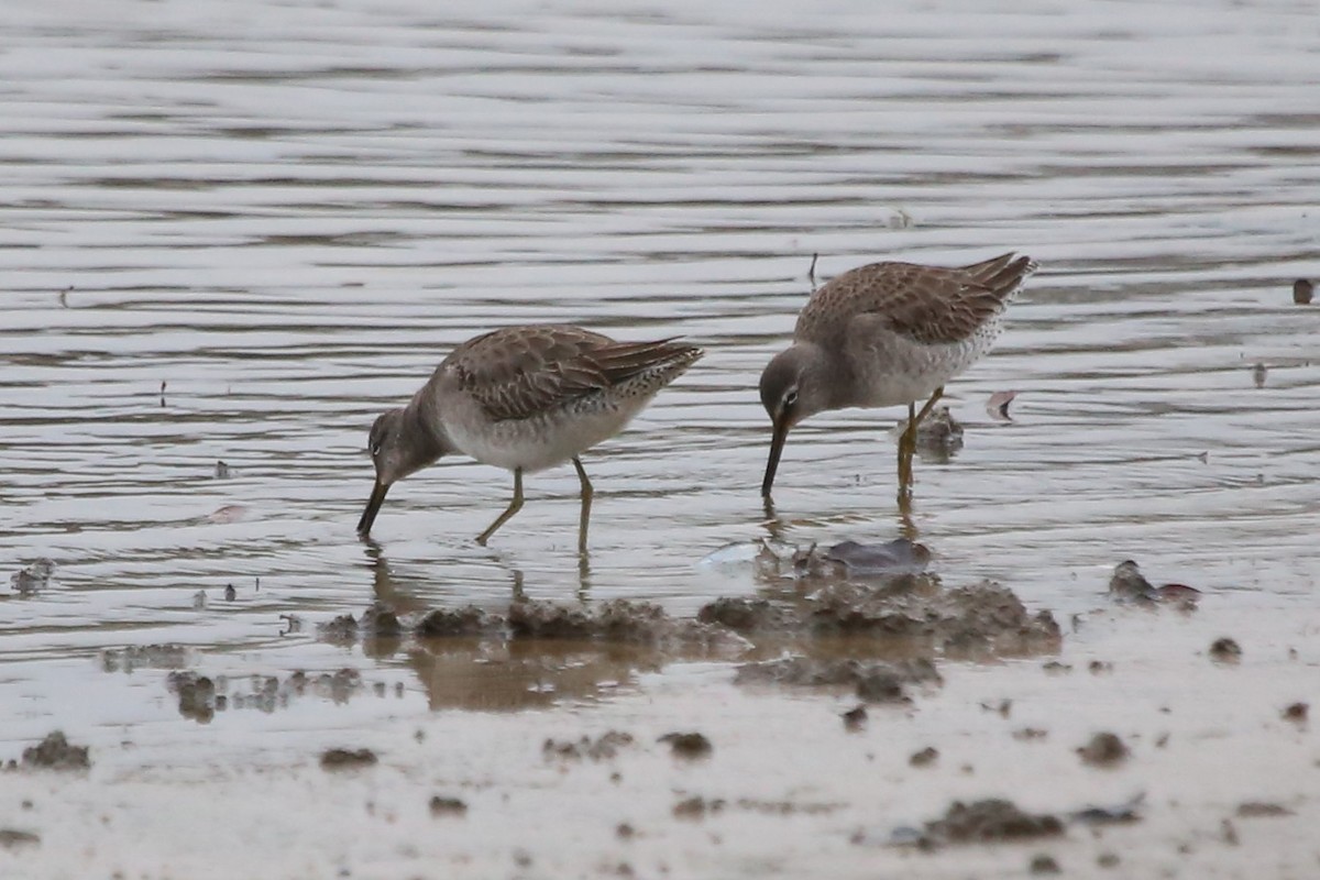 Long-billed Dowitcher - ML613232421