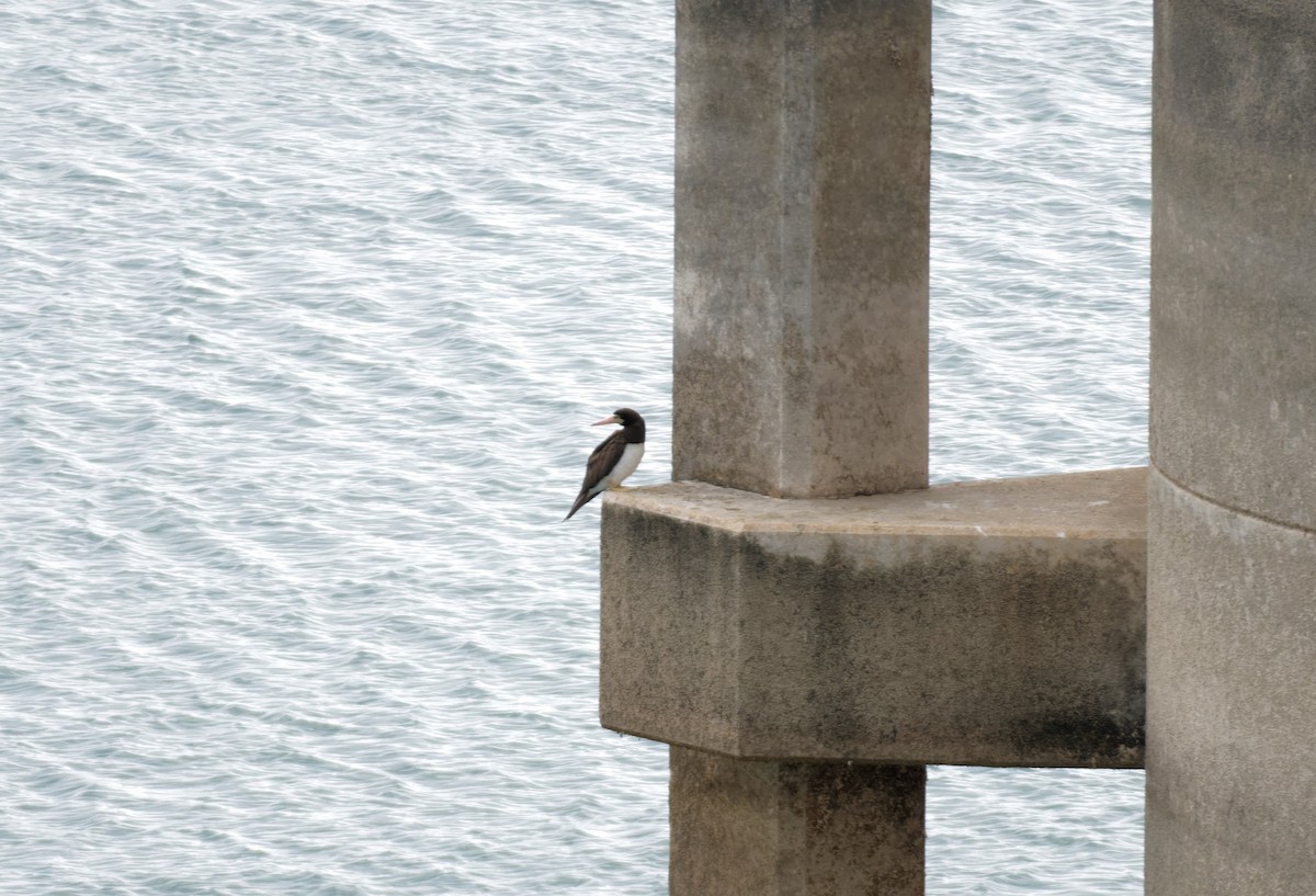 Brown Booby - ML613232568