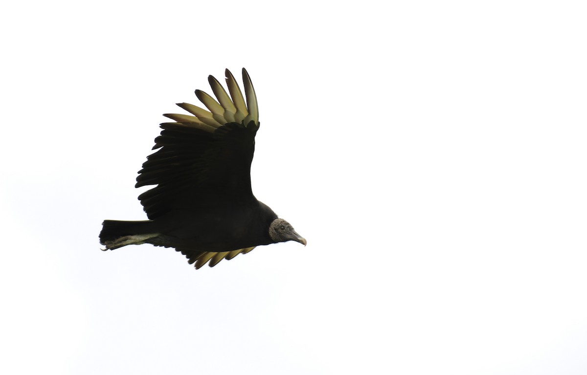 Black Vulture - ML613232569