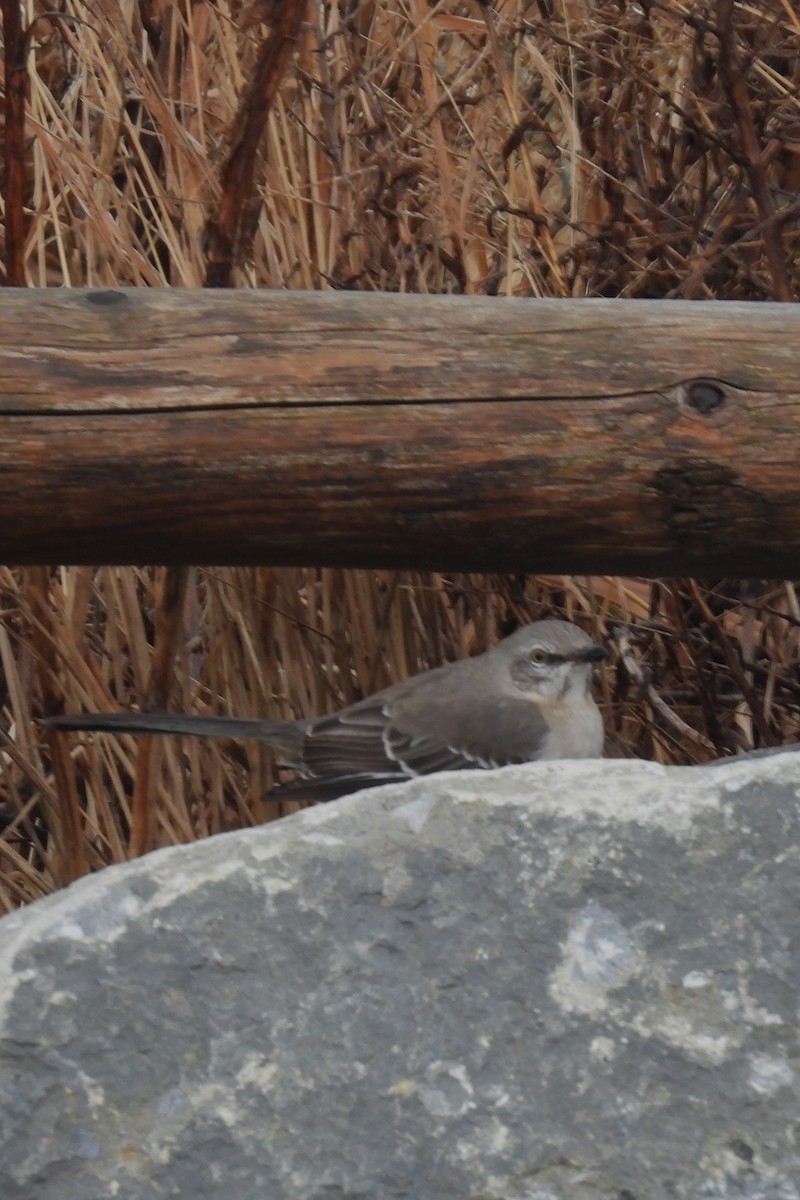 Northern Mockingbird - Larry Gaugler