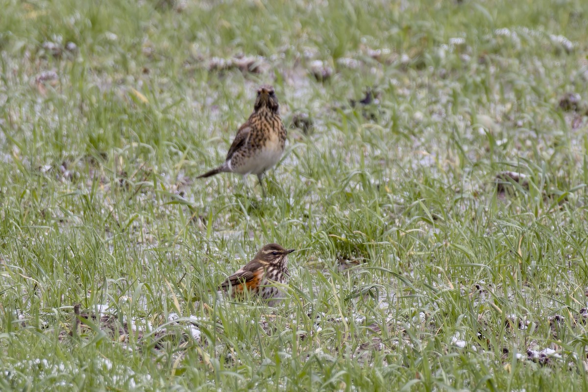 Redwing - ML613232655