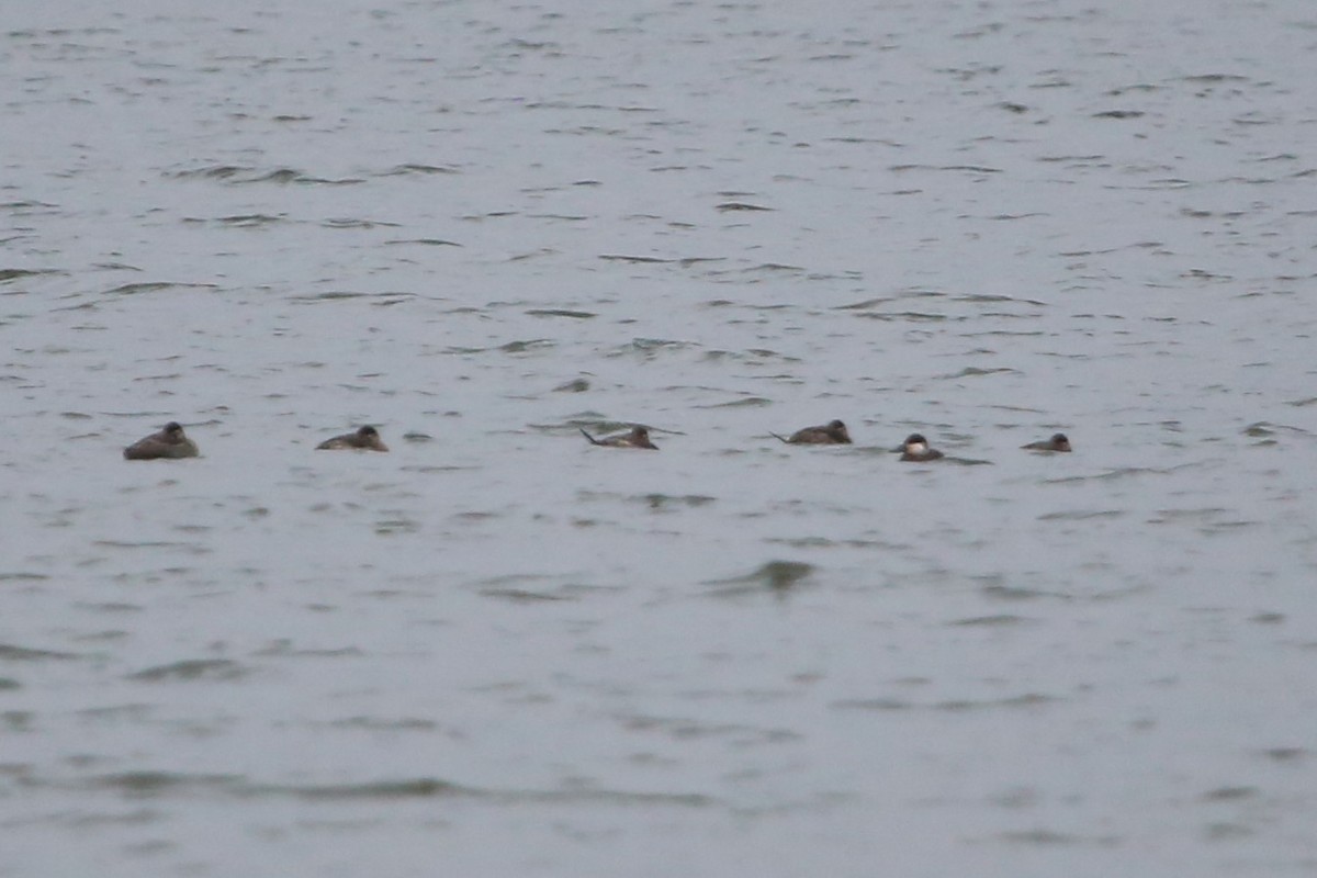 Ruddy Duck - ML613232698