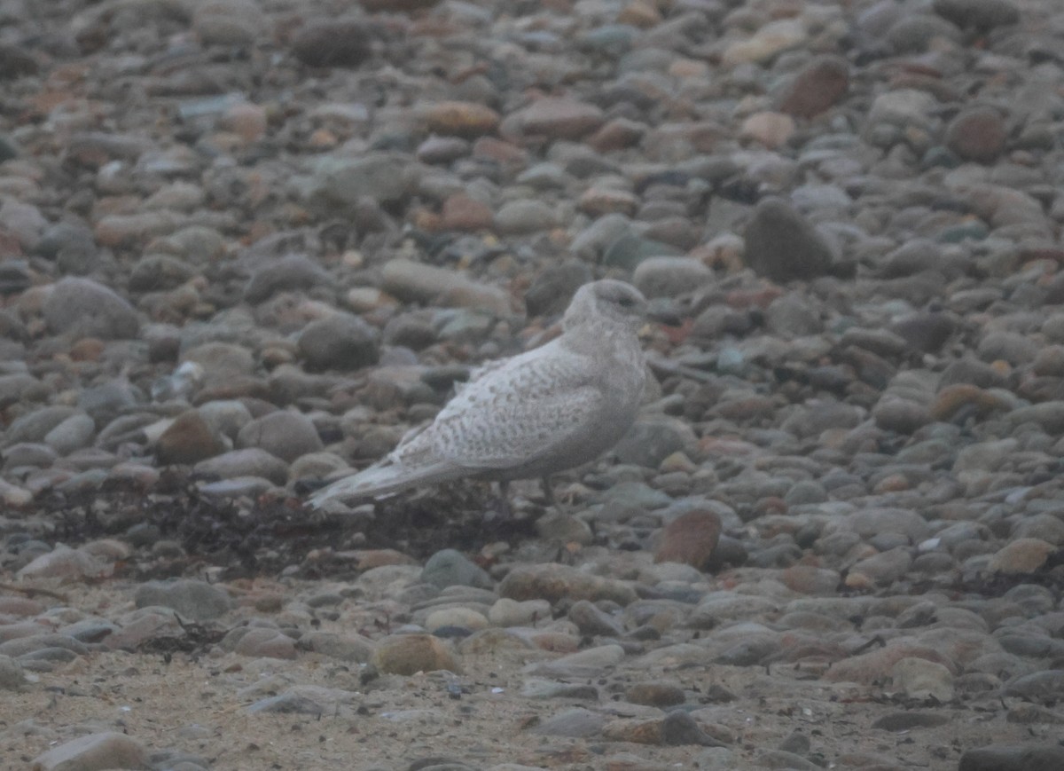 Iceland Gull (kumlieni/glaucoides) - ML613232809