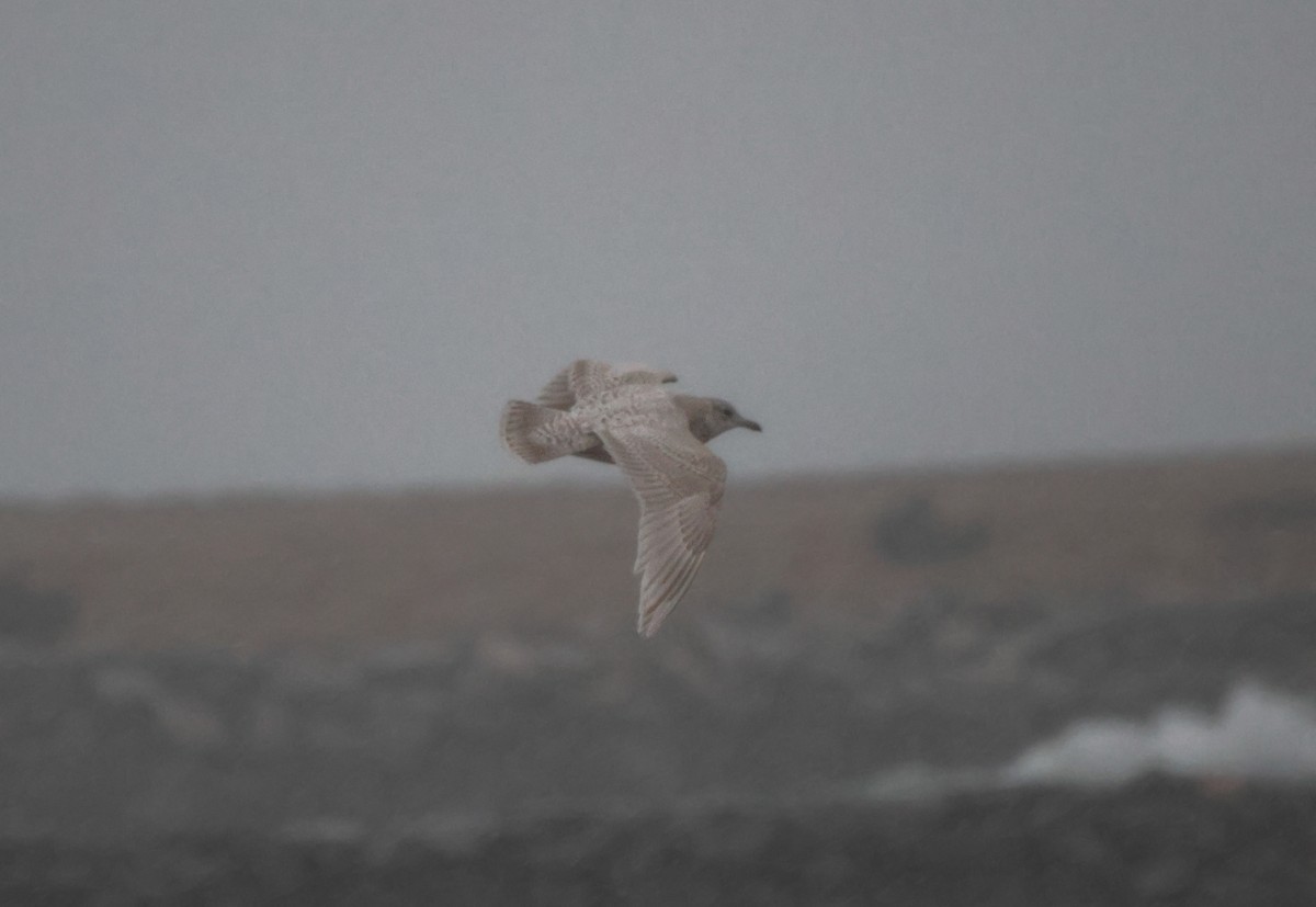 Iceland Gull (kumlieni/glaucoides) - ML613232810