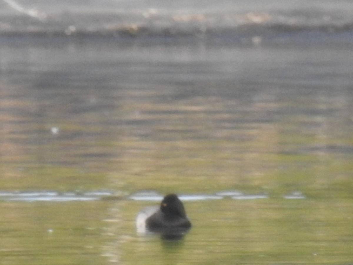 Lesser Scaup - ML613232831