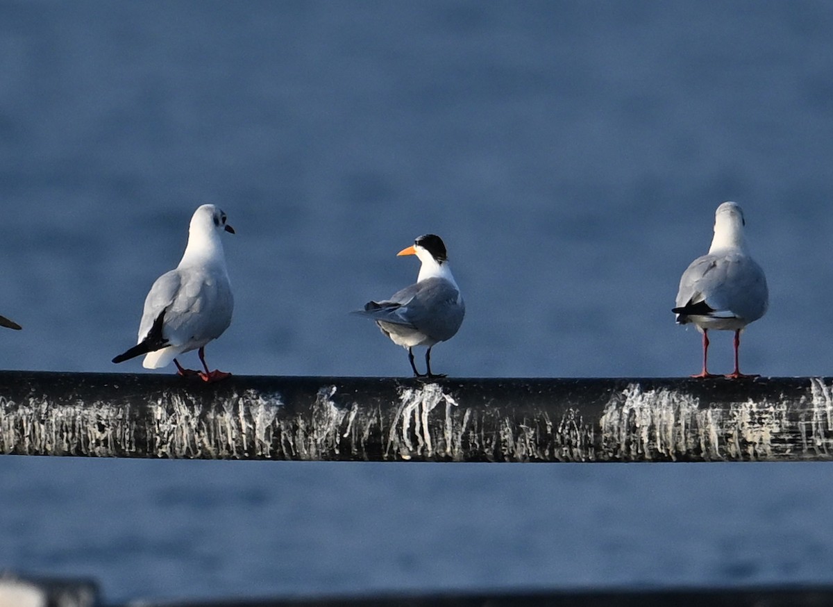 Lesser Crested Tern - ML613232876