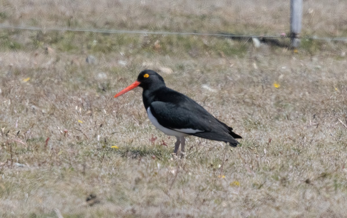 Magellanic Oystercatcher - ML613232887