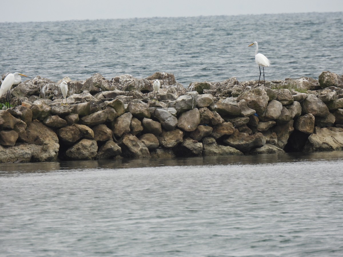 Great Egret - María Eugenia Paredes Sánchez