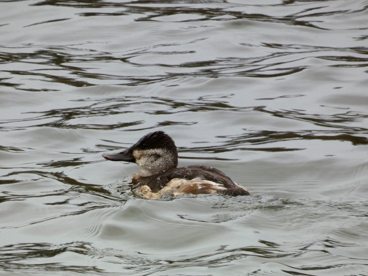 Ruddy Duck - ML613232964