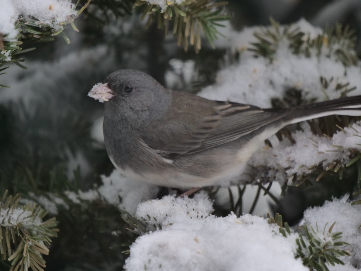 Dark-eyed Junco - ML613233006