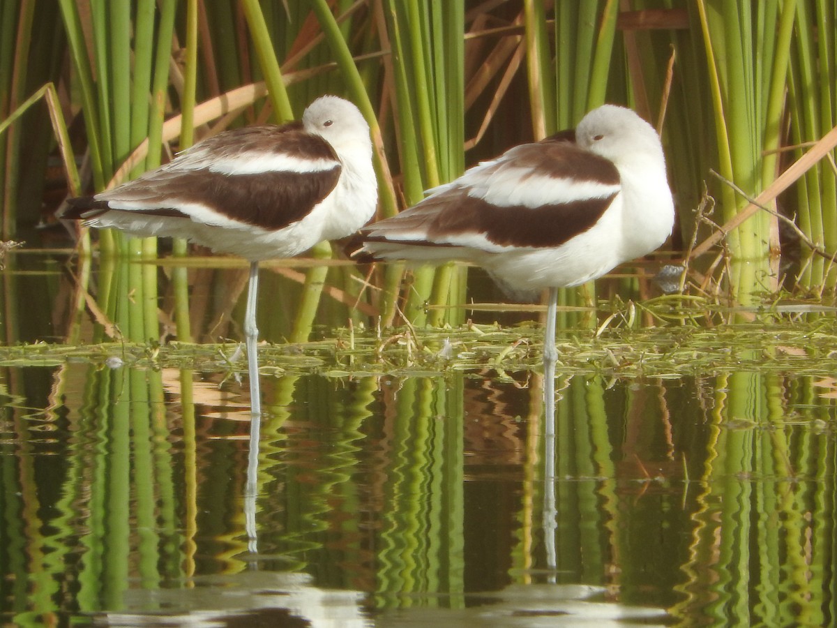 American Avocet - ML613233019