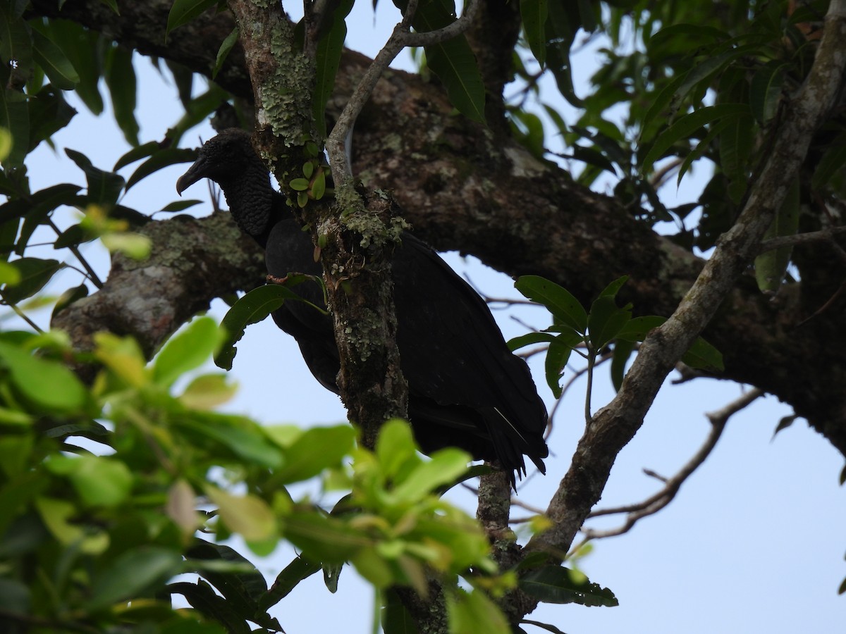 Black Vulture - María Eugenia Paredes Sánchez