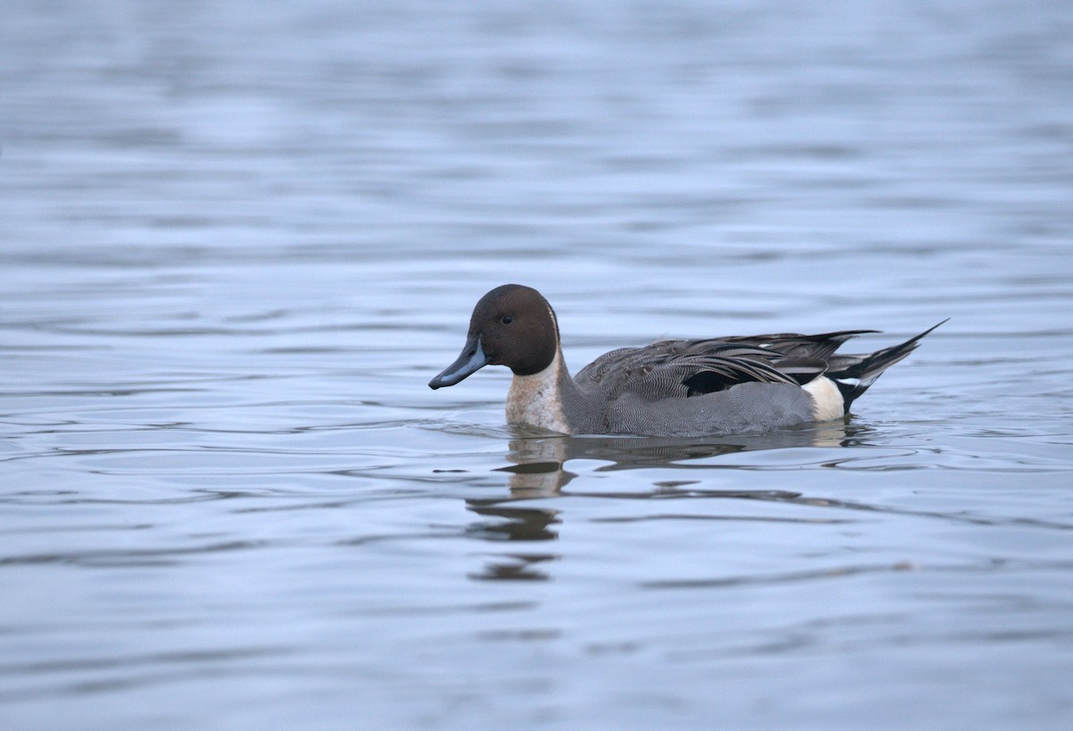 Northern Pintail - ML613233062