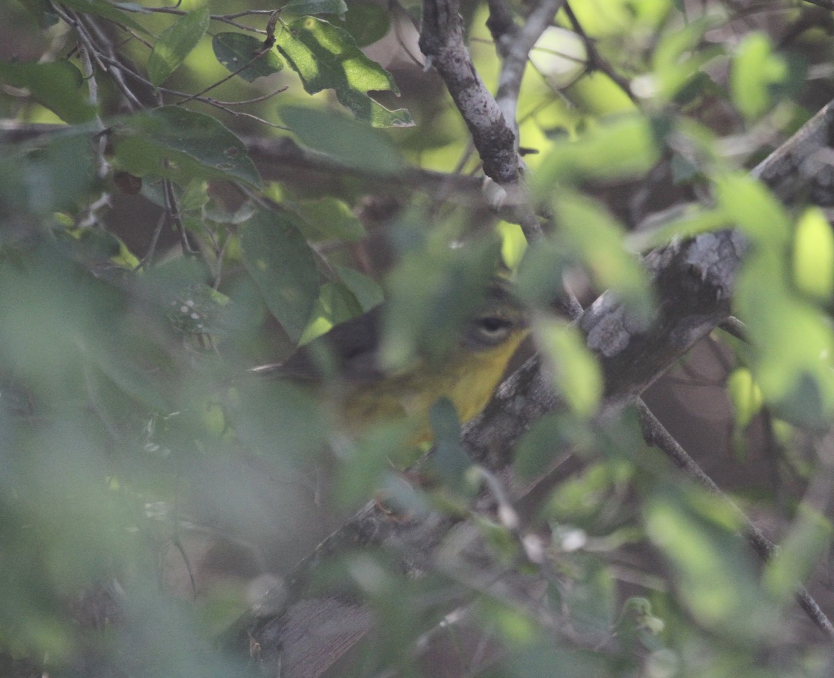 Golden-crowned Warbler (Stripe-crowned) - Sam Manning