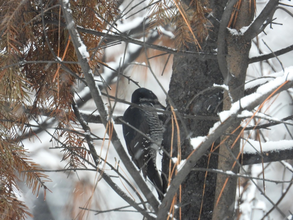 Black-backed Woodpecker - ML613233113