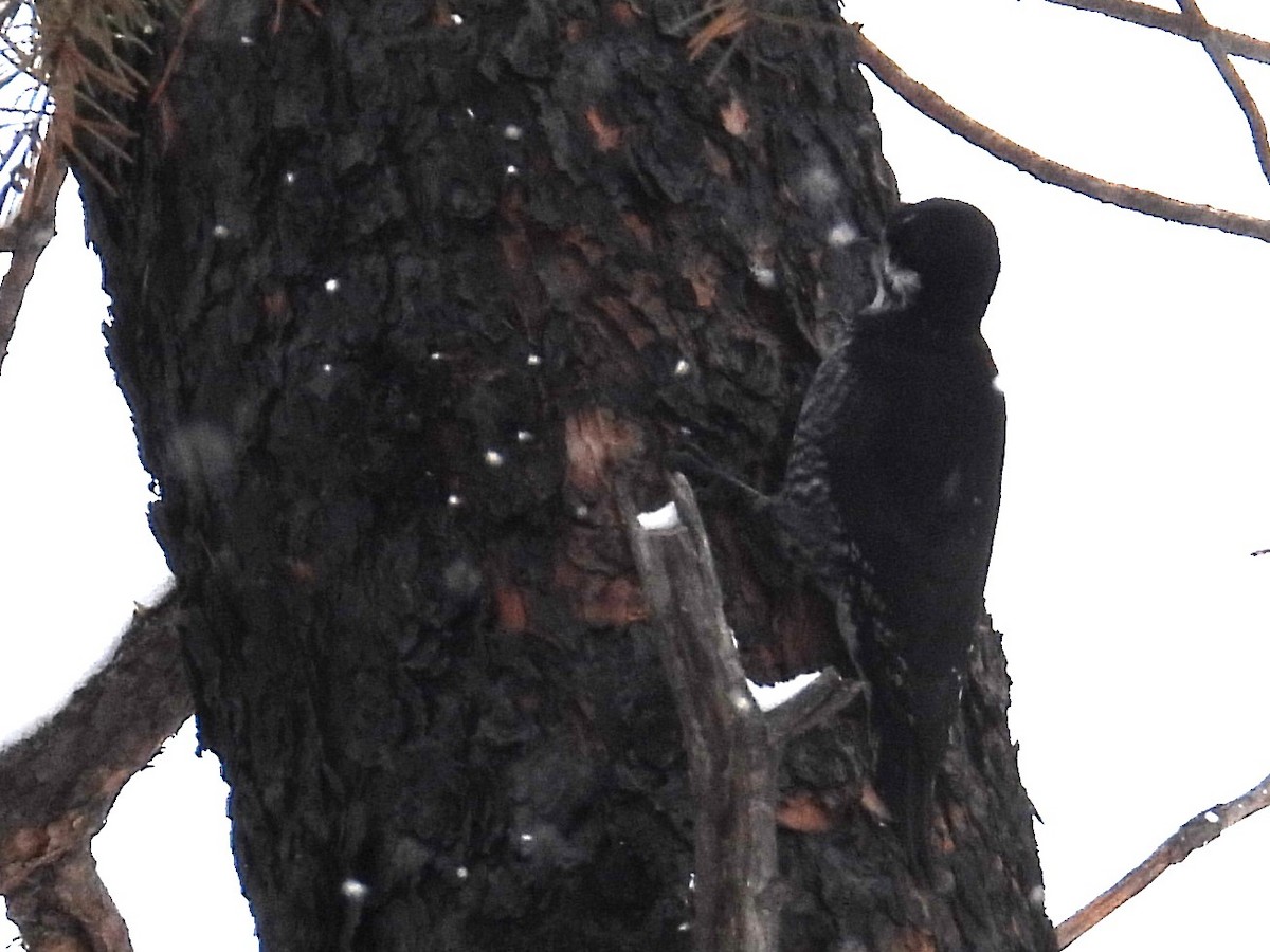 Black-backed Woodpecker - ML613233114