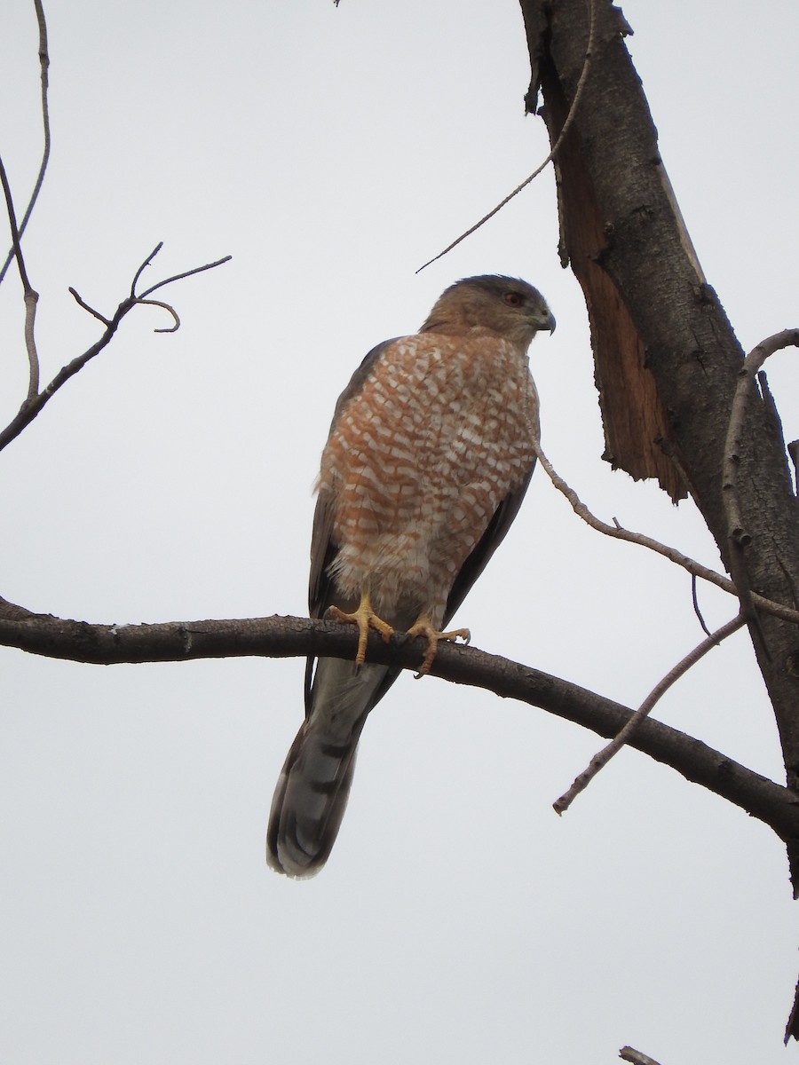 Cooper's Hawk - Azucena Olvera