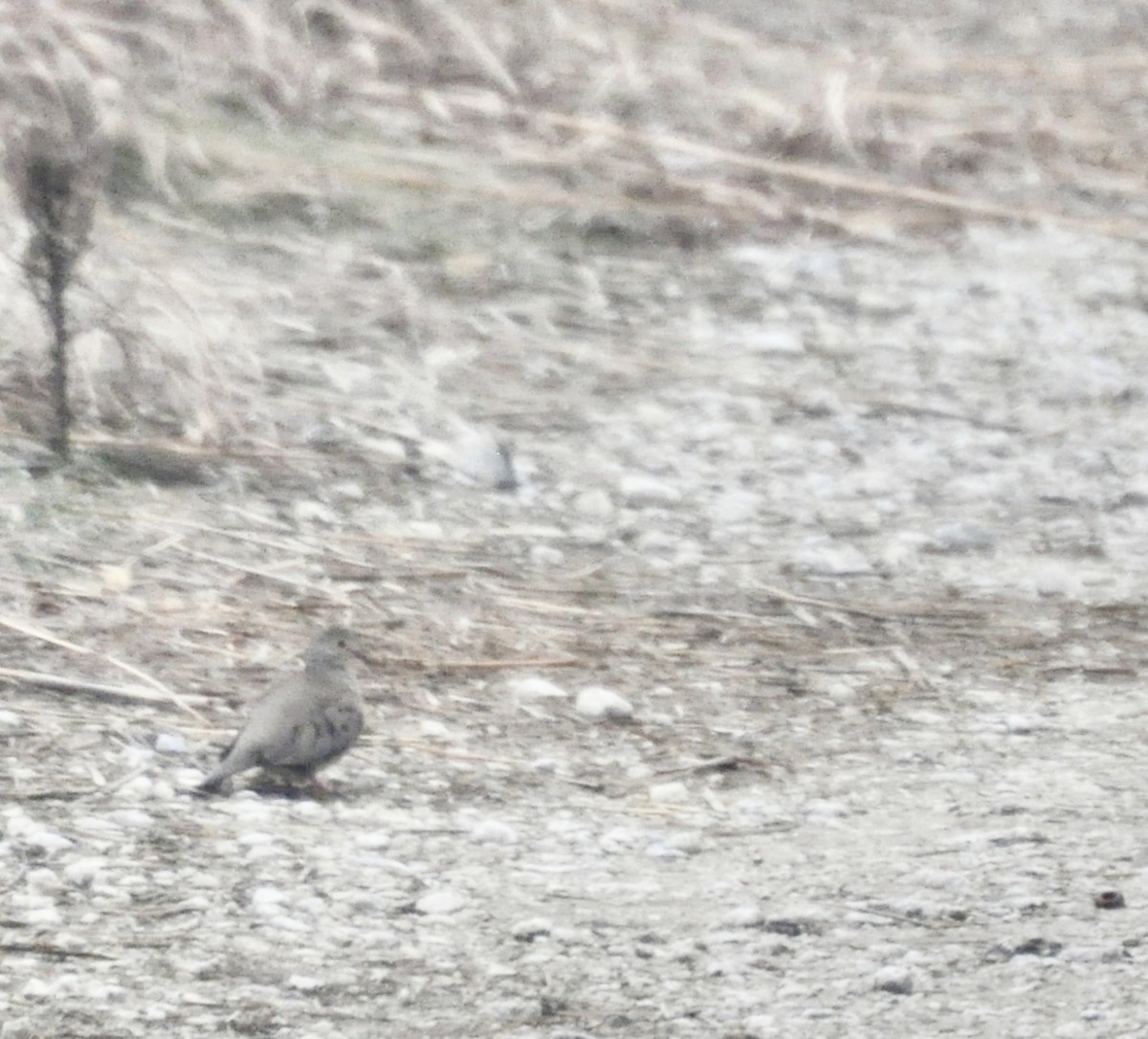 Common Ground Dove - ML613233119