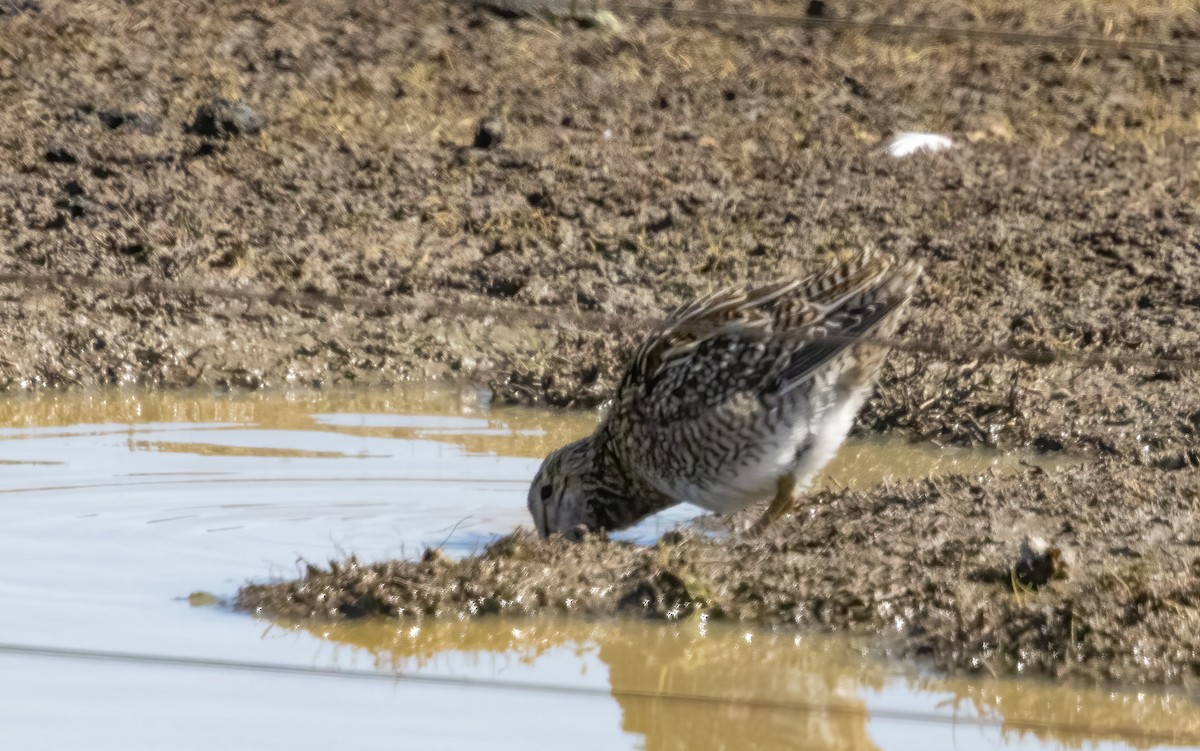 Magellanic Snipe - ML613233129