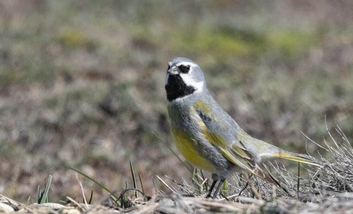 White-bridled Finch (Fuegian) - ML613233175