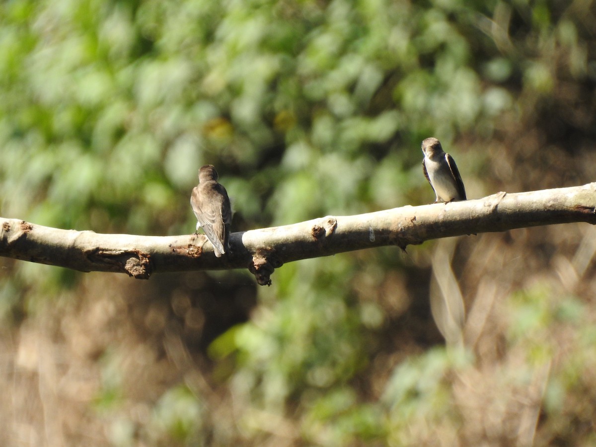 Northern Rough-winged Swallow - ML613233189