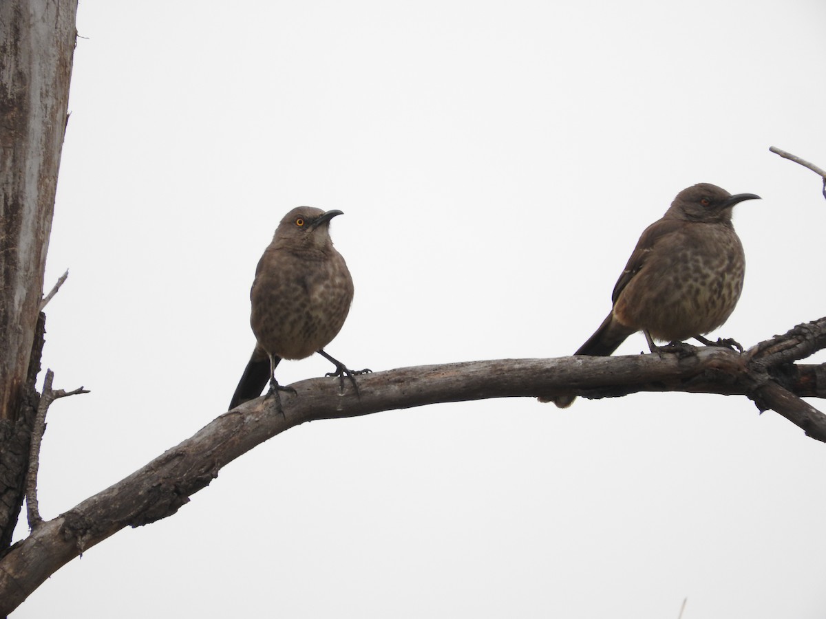 Curve-billed Thrasher - ML613233194