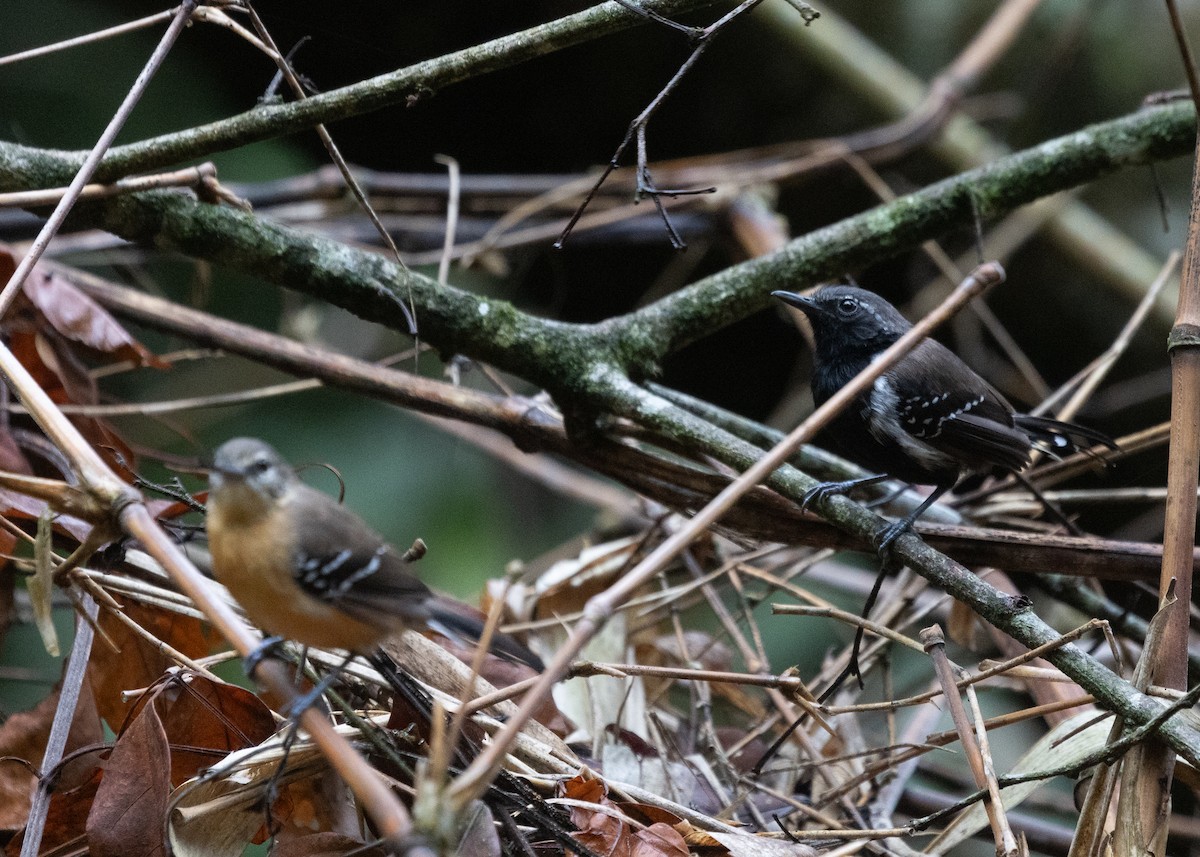 Southern White-fringed Antwren - Silvia Faustino Linhares