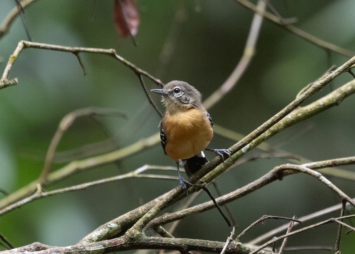 Southern White-fringed Antwren - Silvia Faustino Linhares