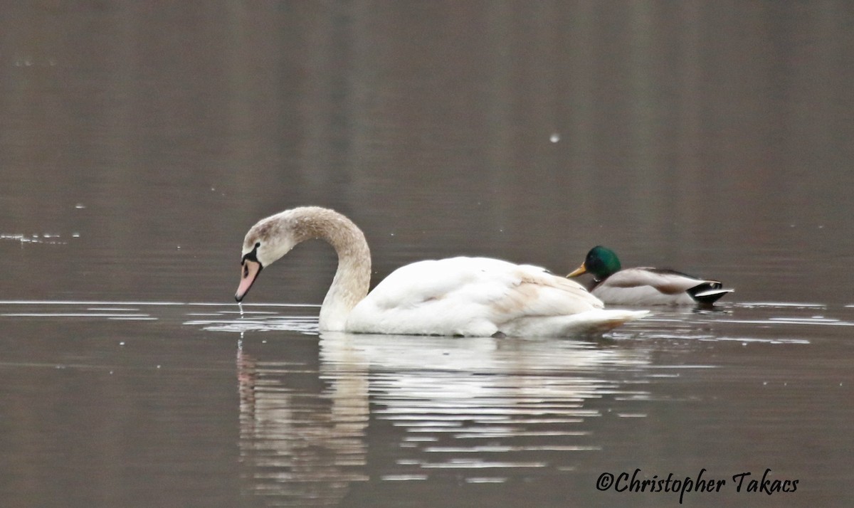 Mute Swan - ML613233228