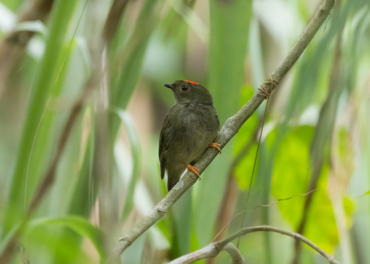 Blue-backed Manakin - Silvia Faustino Linhares