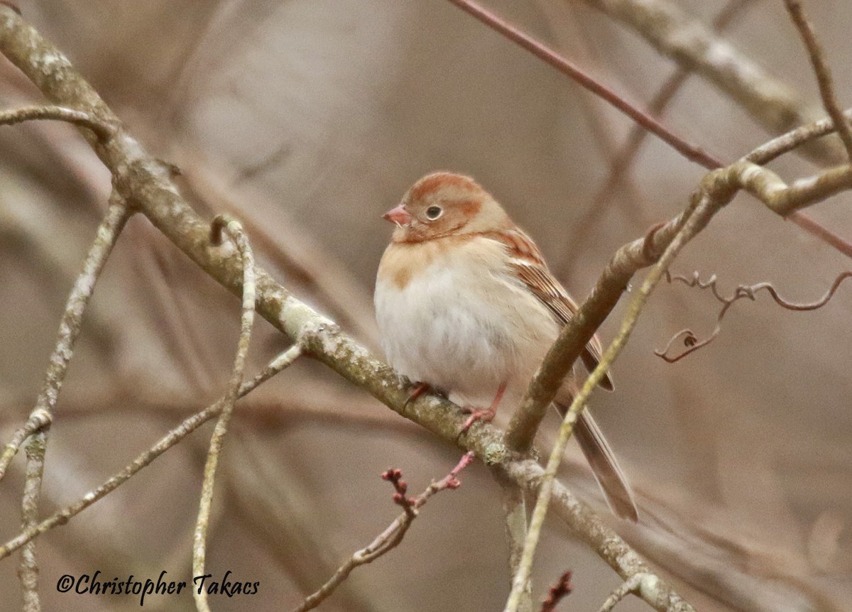 Field Sparrow - ML613233236