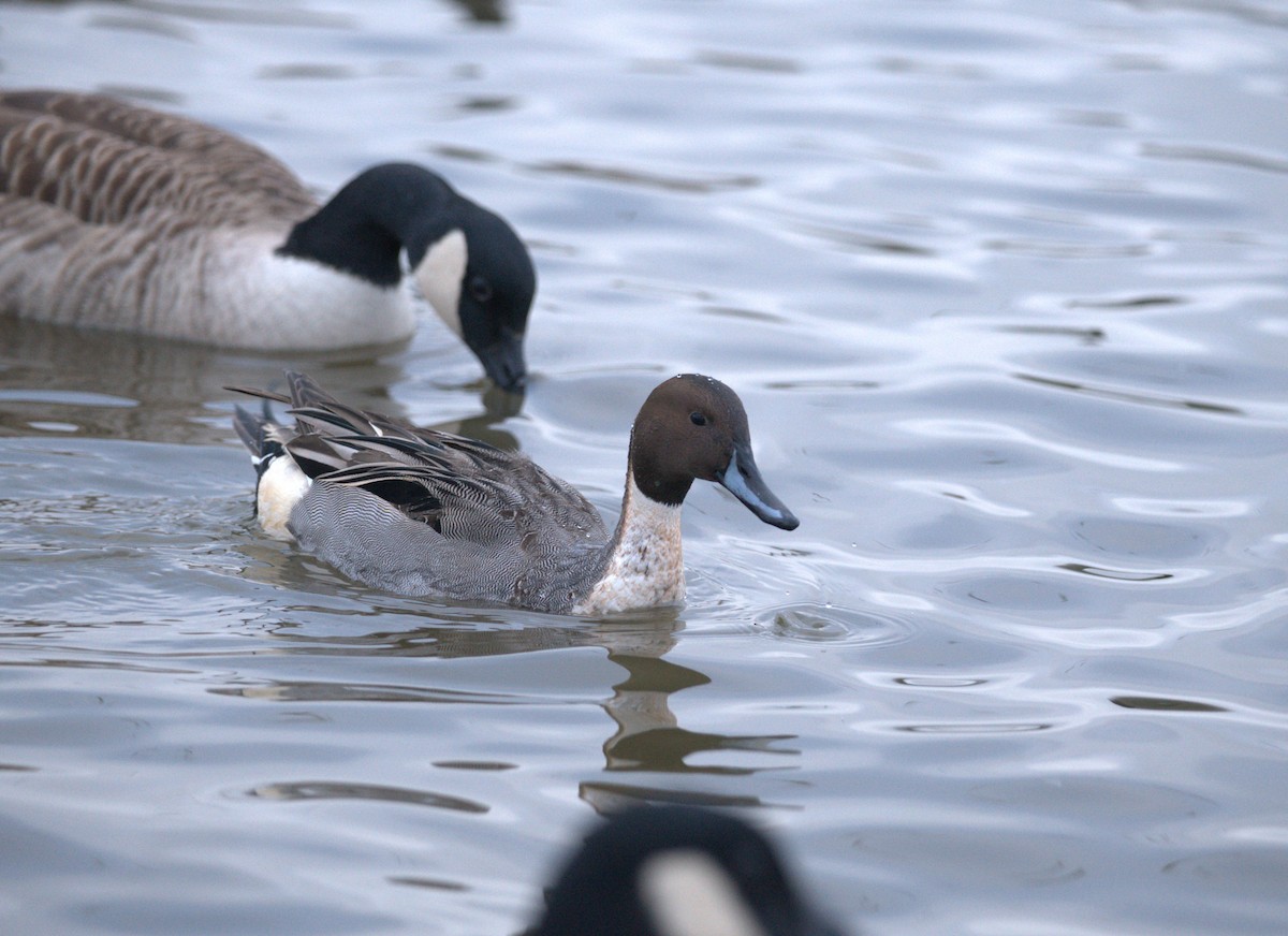 Northern Pintail - Harry Coghill