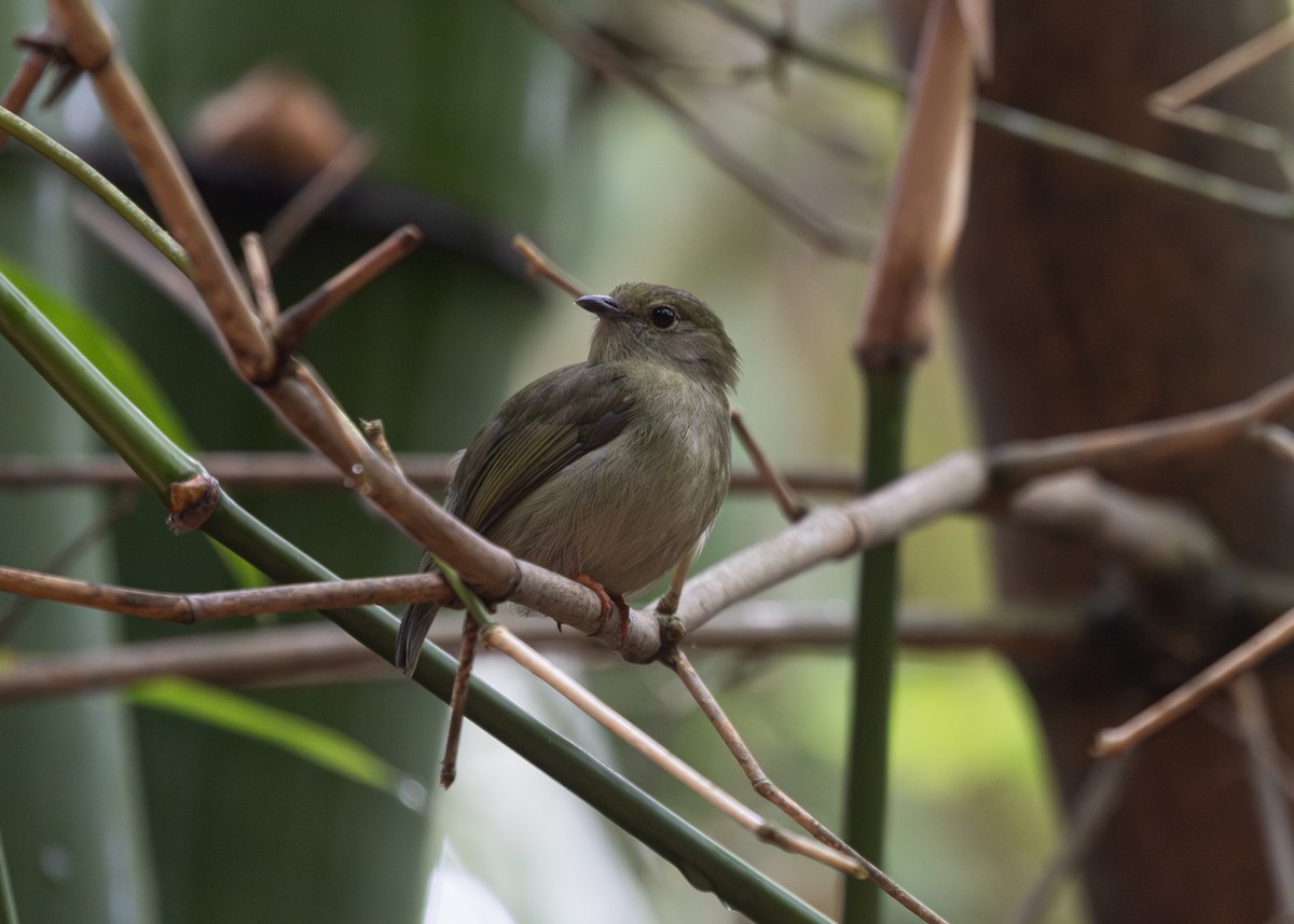 White-bearded Manakin - Silvia Faustino Linhares