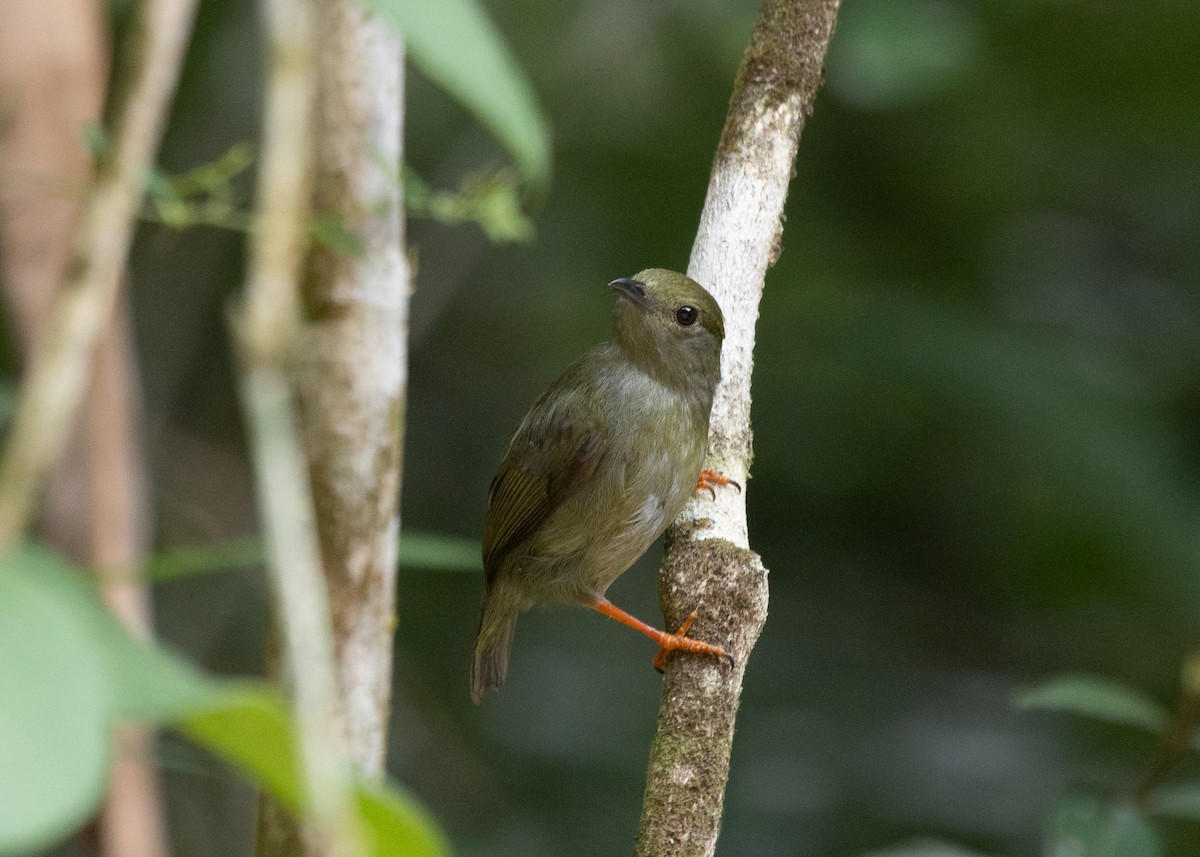 White-bearded Manakin - Silvia Faustino Linhares