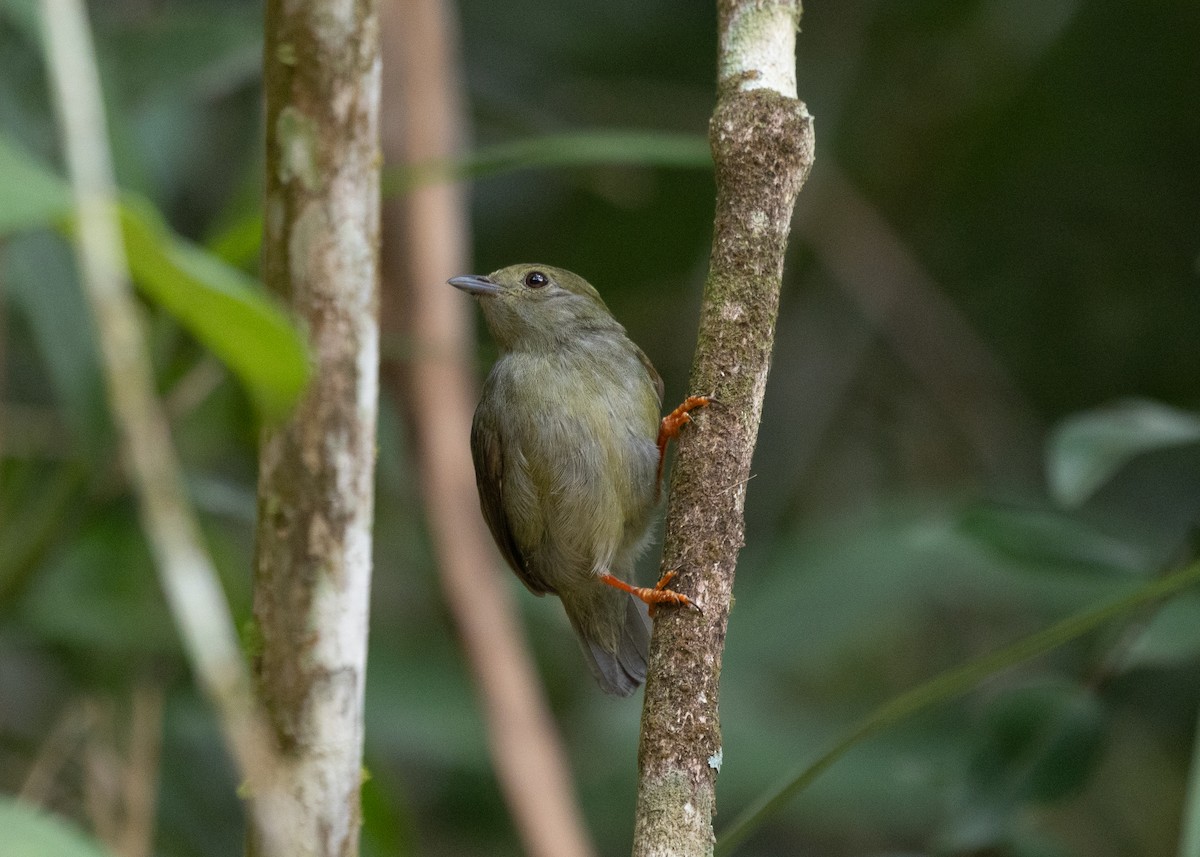 White-bearded Manakin - Silvia Faustino Linhares