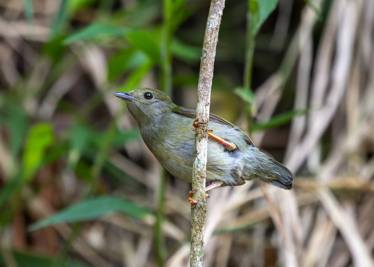 White-bearded Manakin - Silvia Faustino Linhares